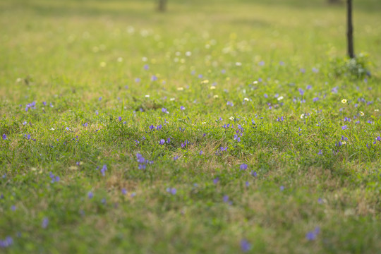 苜蓿花绿地