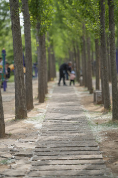 绿树林