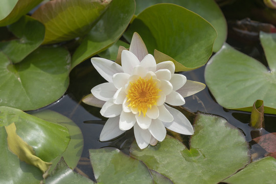 睡莲