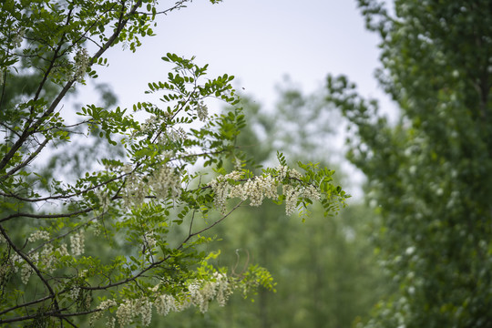 槐花