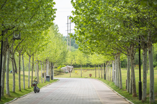 绿树林