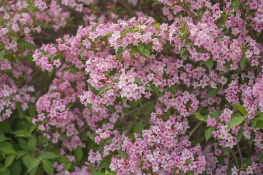 花卉装饰墙