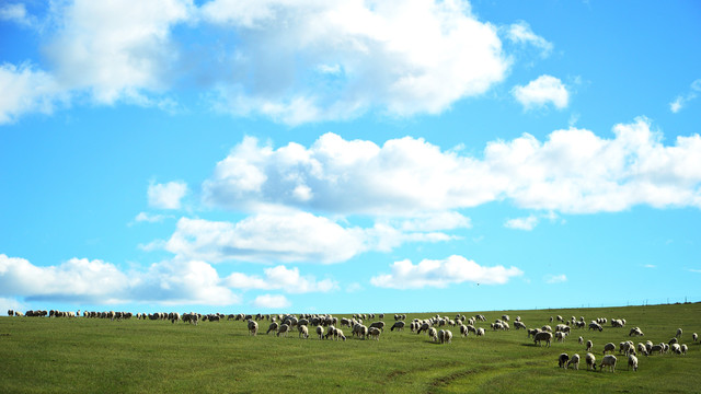 草原羊放牧觅食