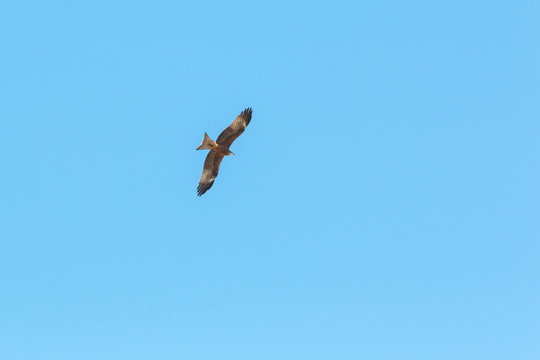 鹰击长空