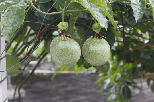 绿色百香果