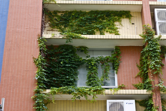 爬山虎