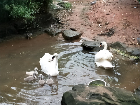 白天鹅和它们的孩子