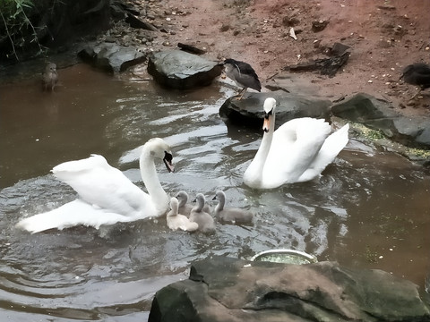 白天鹅和它们的孩子