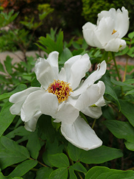 芍药