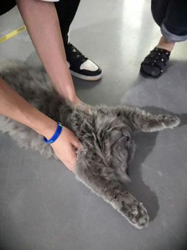 懒猫