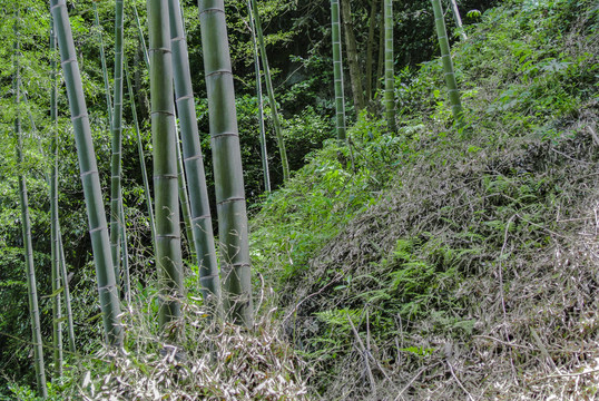 山坡上的竹子