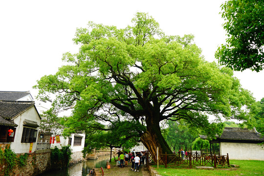 西山岛明月湾古村