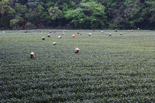 茶叶基地