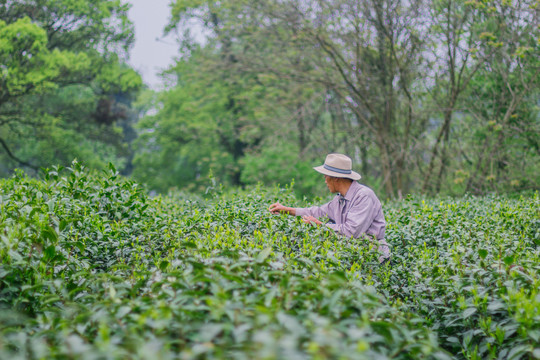 茶叶基地