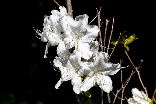 白杜鹃花