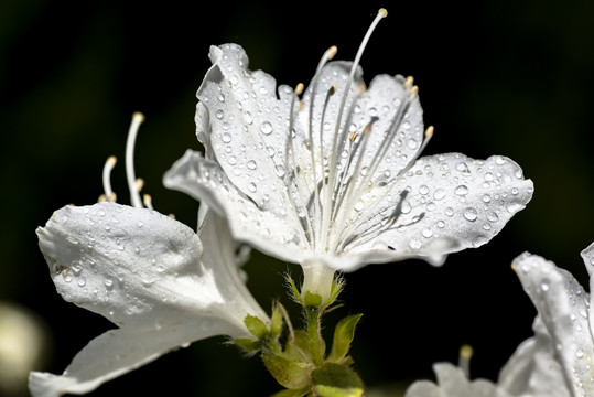 白杜鹃花