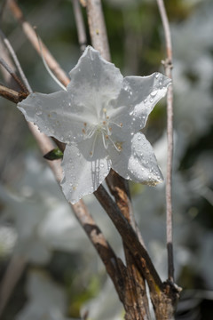 白杜鹃花