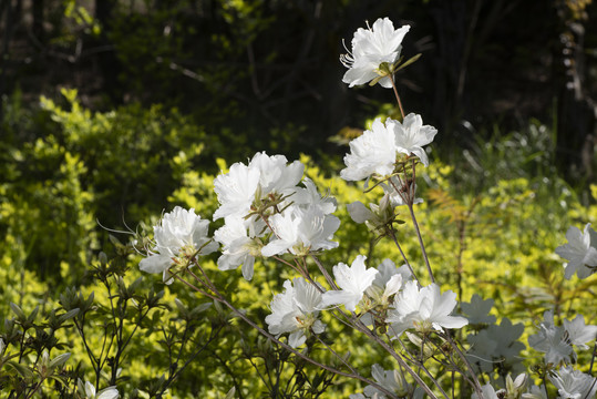 白杜鹃花