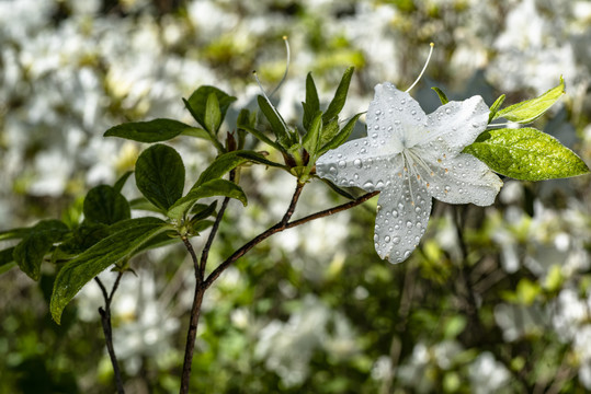 白杜鹃花