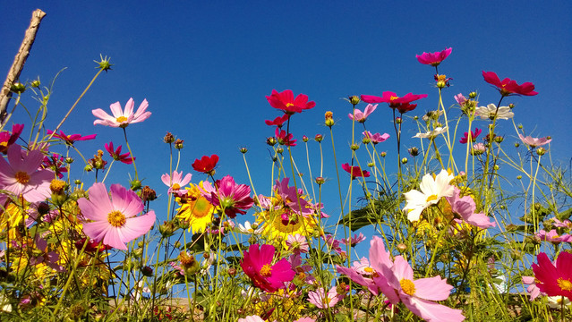 格桑花