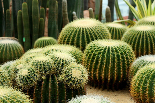 植物园里的仙人掌