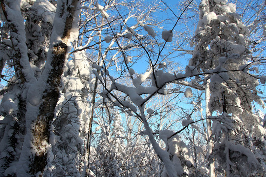 雪乡蓝天下的雾凇景观