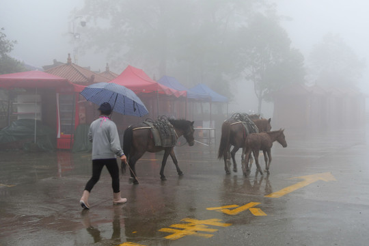 雾雨天赶马