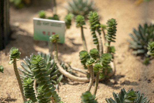 观赏植物