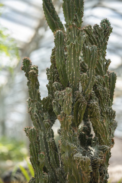 观赏植物