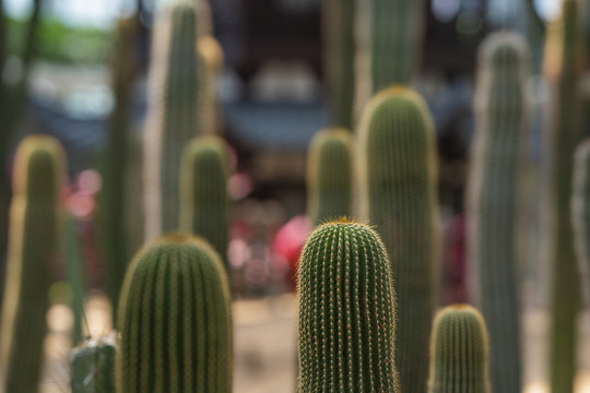 仙人掌科植物