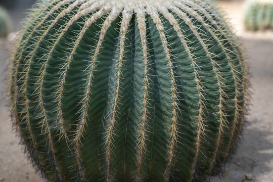 仙人掌科植物
