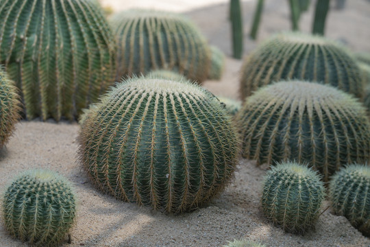 仙人掌科植物