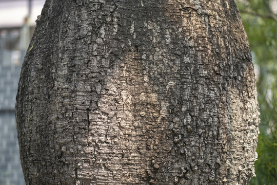 佛肚树