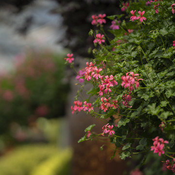 花卉装饰墙