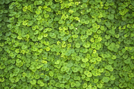 绿植墙