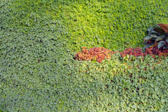 绿植墙