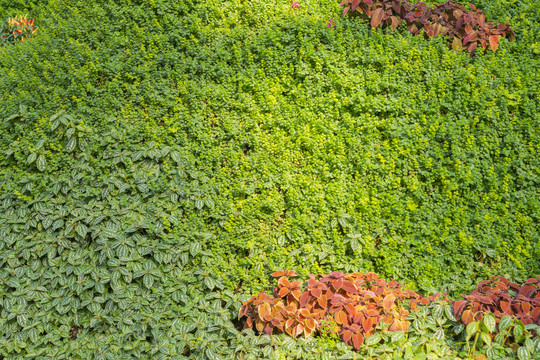 绿植墙