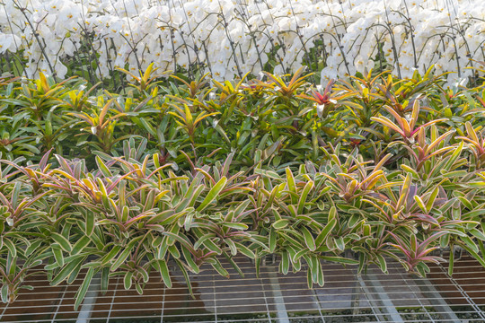 大棚花卉