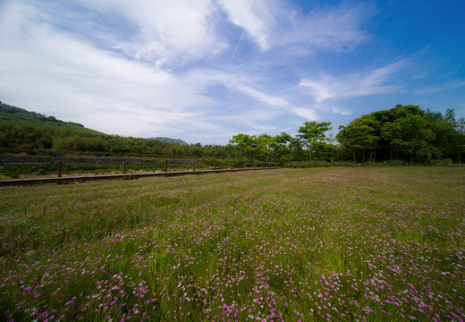 遍地野花