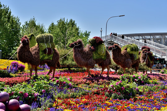 北京庆祝一带一路召开的街头花坛