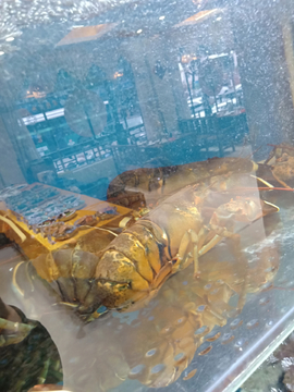 大龙虾