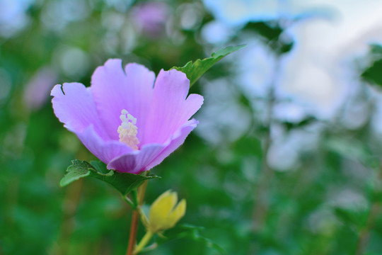 盛开的木槿花