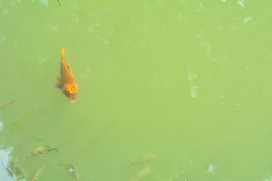 水里的红色鲤鱼