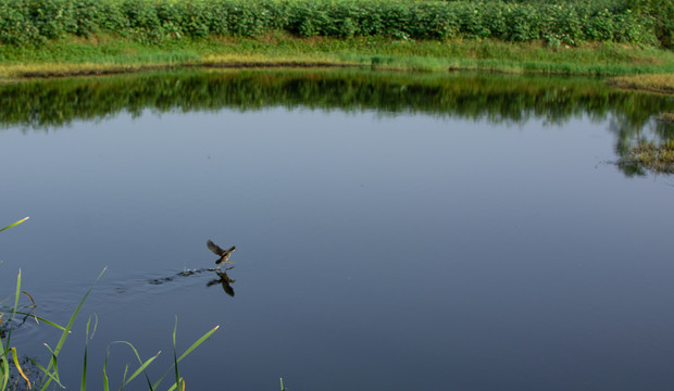池塘里的水鸟