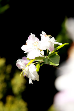 蓬莱阁