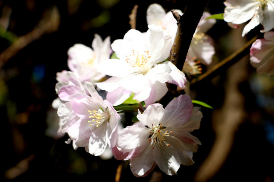 蓬莱阁花卉
