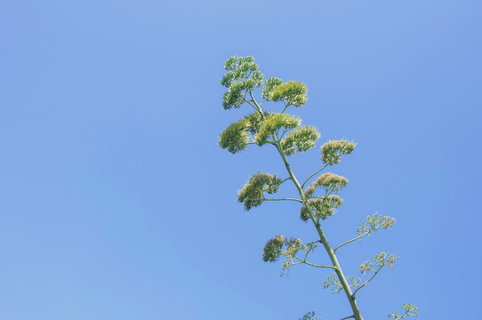 龙舌兰花枝