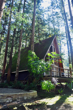 森林木屋