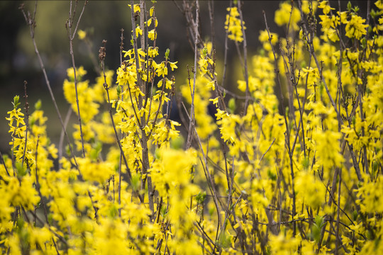 黄色的花