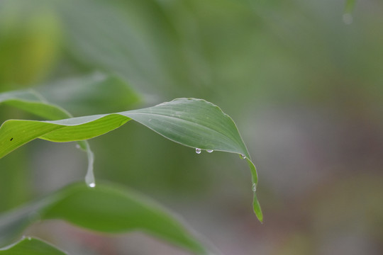 绿色植物绿叶